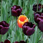 Purple tulips with one different that's orange