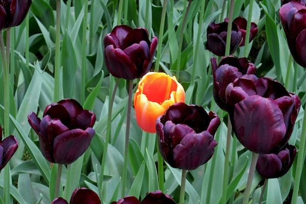 Purple tulips with one different that's orange